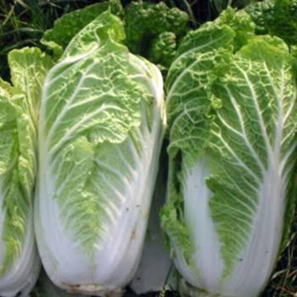 CABBAGE-WONG BOK-NZ