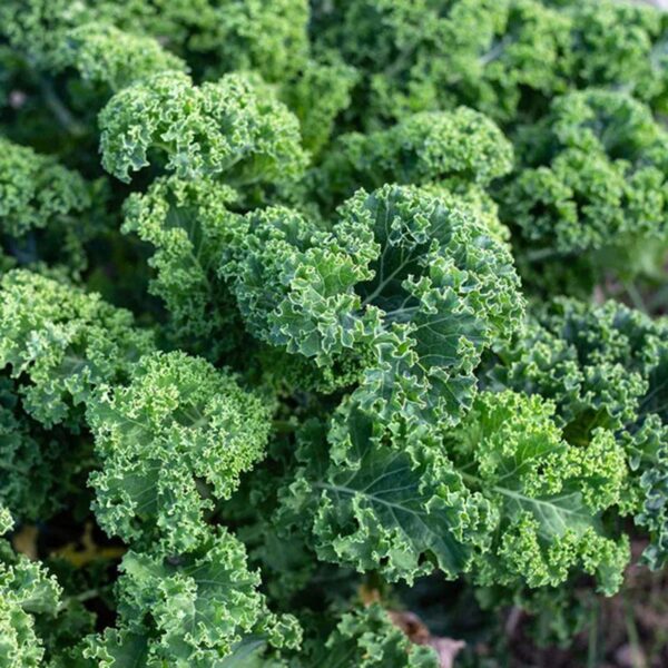 KALE-CURLY GREEN-NZ