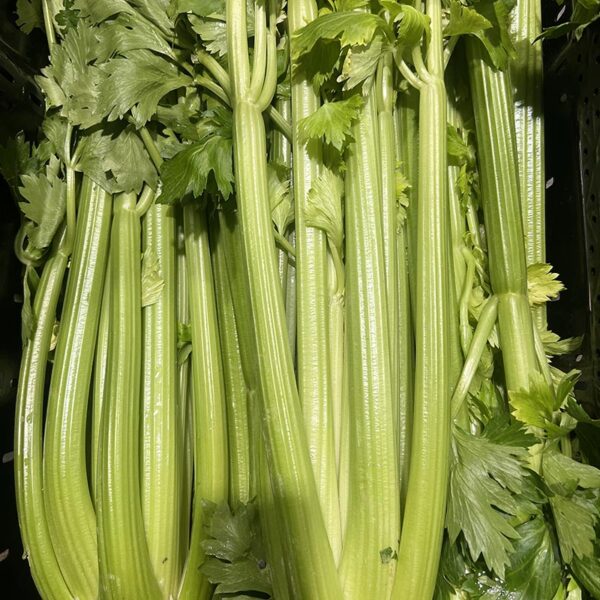 CELERY-NZ