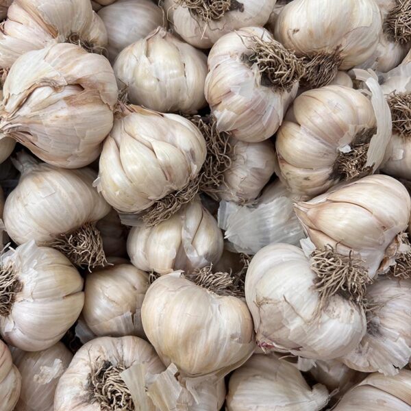 GARLIC-LOOSE NZ/USA