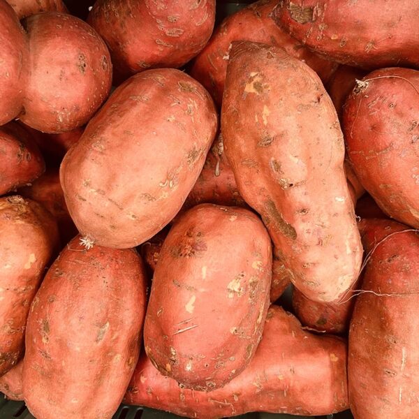 KUMARA-ORANGE-NZ