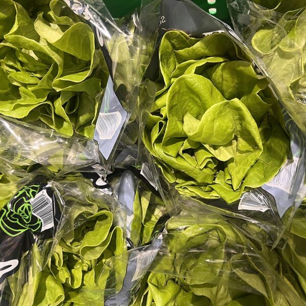 LETTUCE-GREEN BUTTERHEAD-NZ