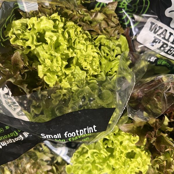 LETTUCE-MIXED FRILL-NZ