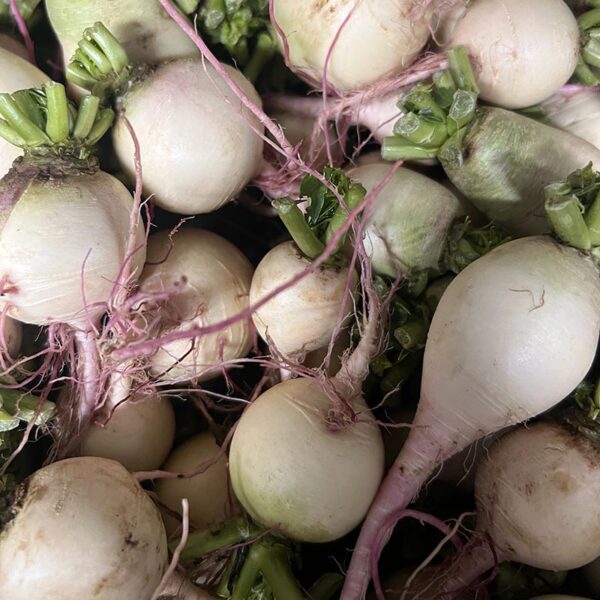 RADISH-WATERMELON-NZ
