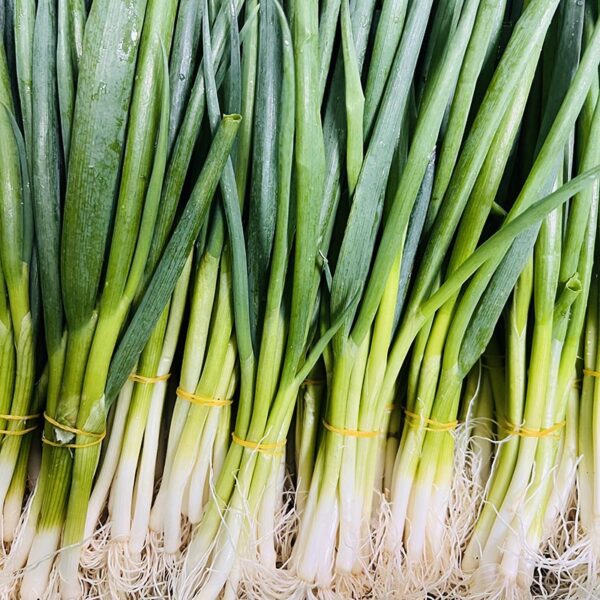 SPRING ONIONS-BCH-NZ