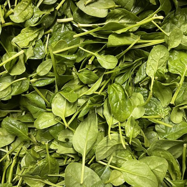 SPINACH-LOOSE BABY-NZ