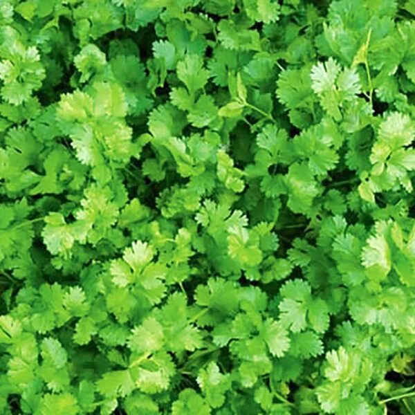 HERBS-BUNCH CORIANDER-NZ