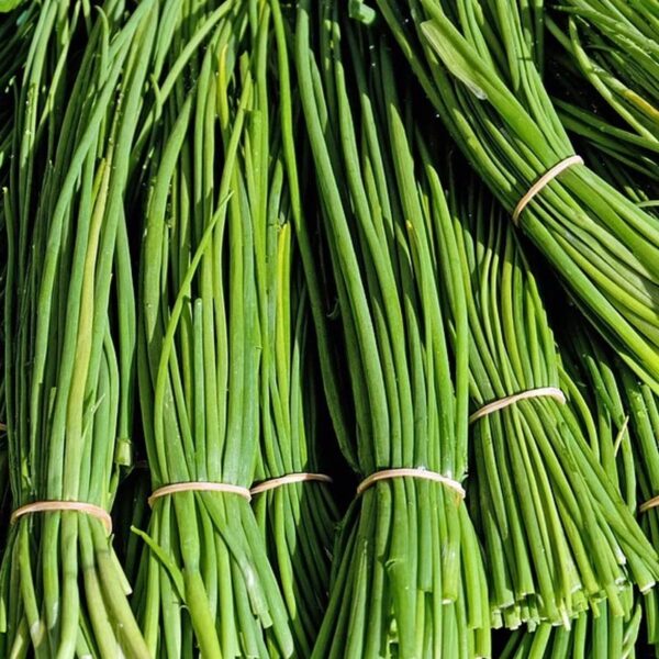 HERB-100G CHIVES-NZ