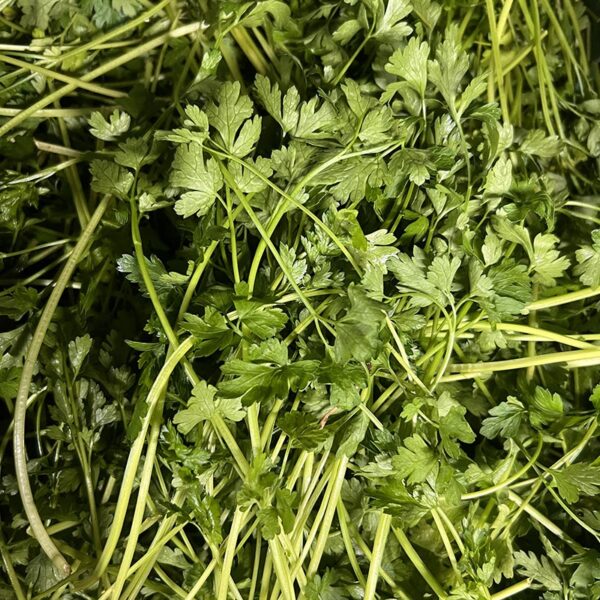 HERB-100G ITALIAN PARSLEY-NZ