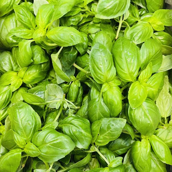 HERBS-1KG PACK BASIL-NZ