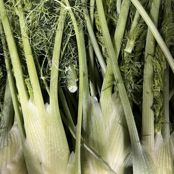 FENNEL BULBS-BABY-NZ