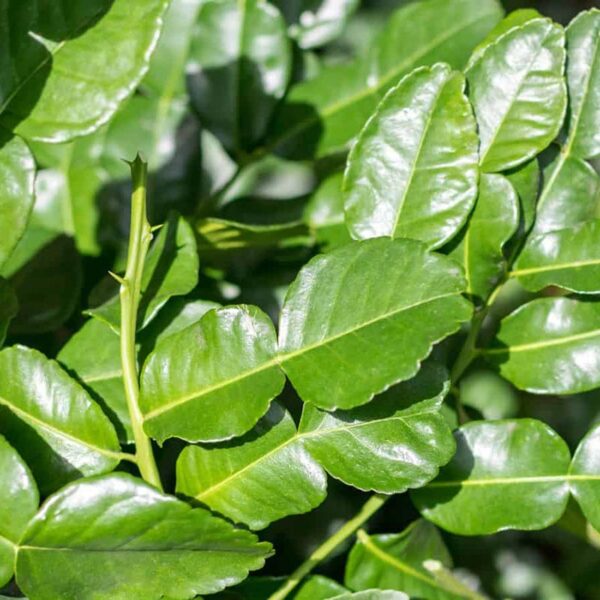 HERBS-LIME LEAVES-NZ