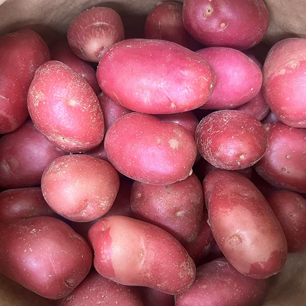 POTATOES-GOURMET RED-NZ