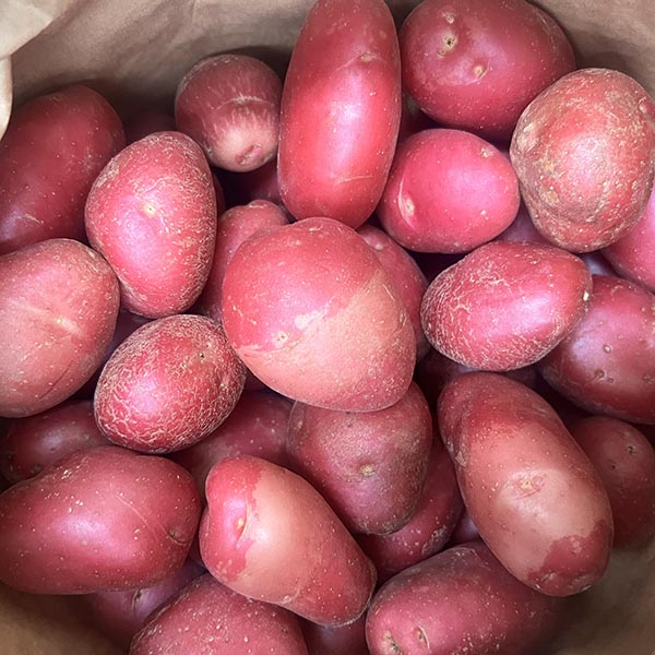 POTATOES-10KG GOURMET RED-NZ